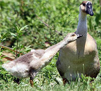 Swan Goose