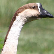 Swan Goose