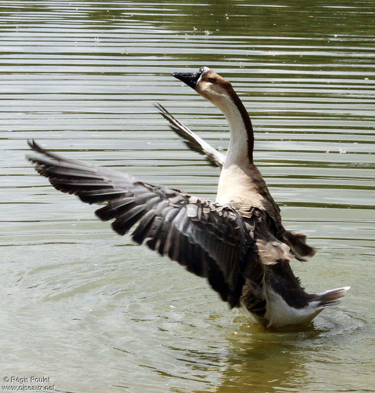 Swan Gooseadult, identification