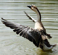 Swan Goose