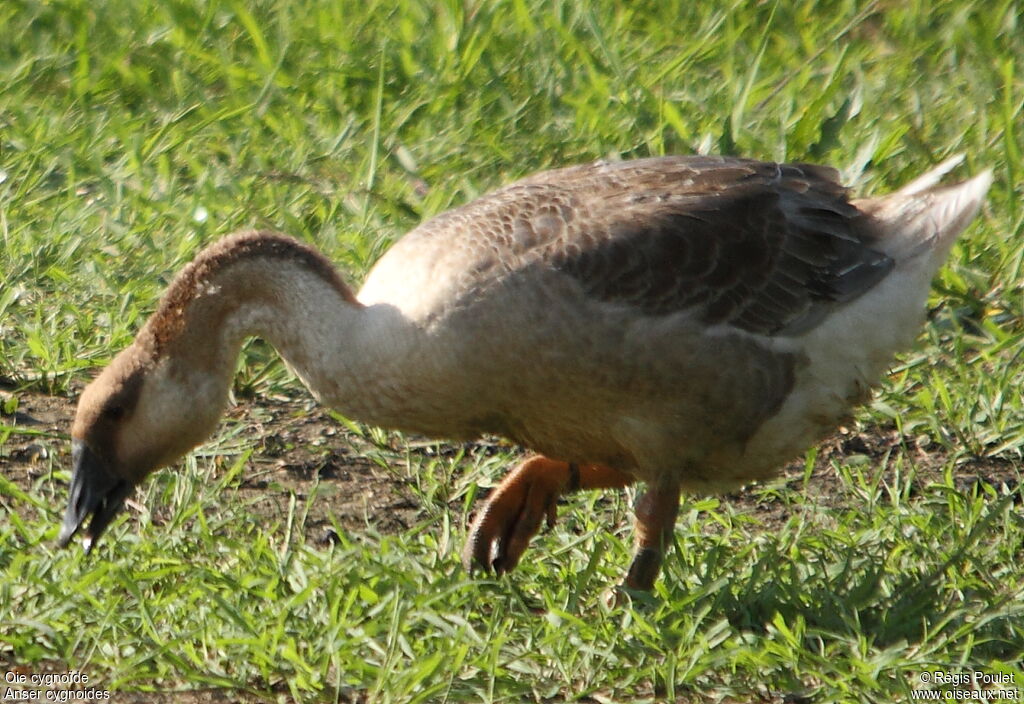 Swan Goose