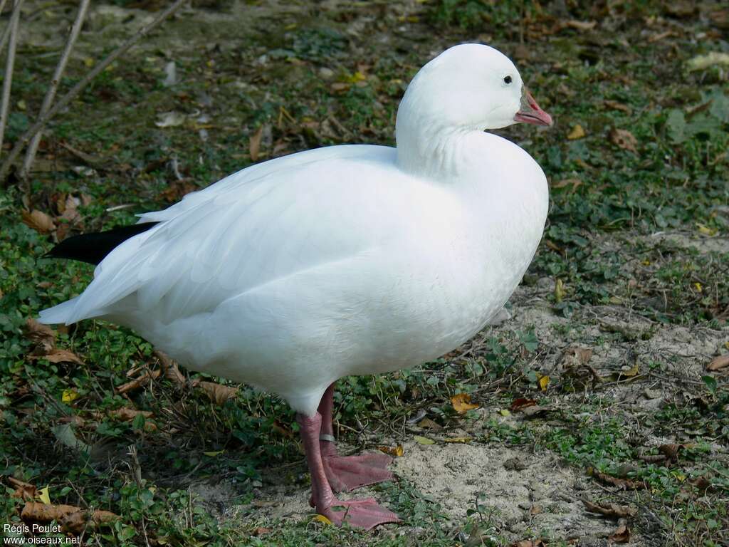 Ross's Gooseadult