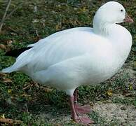 Ross's Goose