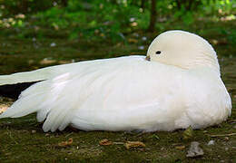 Ross's Goose