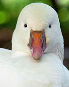 Ross's Goose