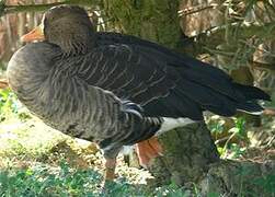 Lesser White-fronted Goose