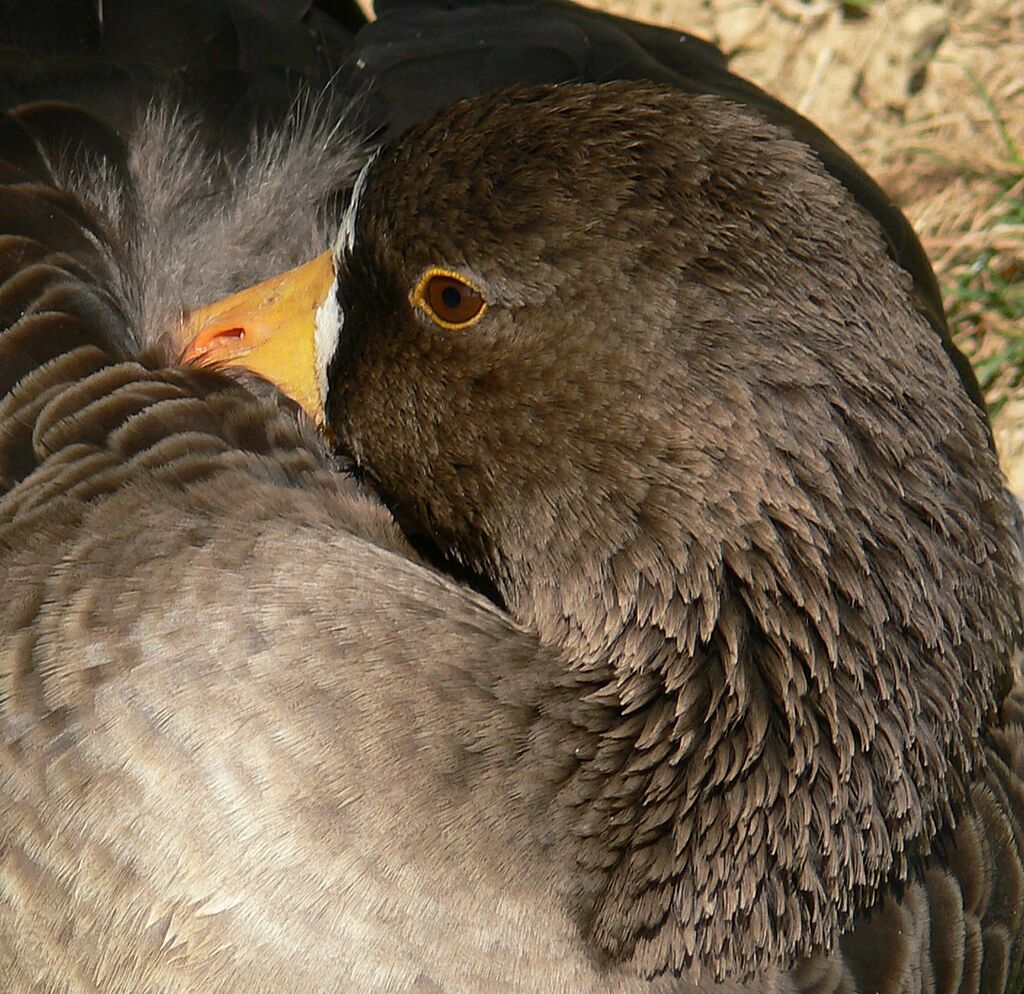 Lesser White-fronted Goose