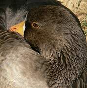 Lesser White-fronted Goose