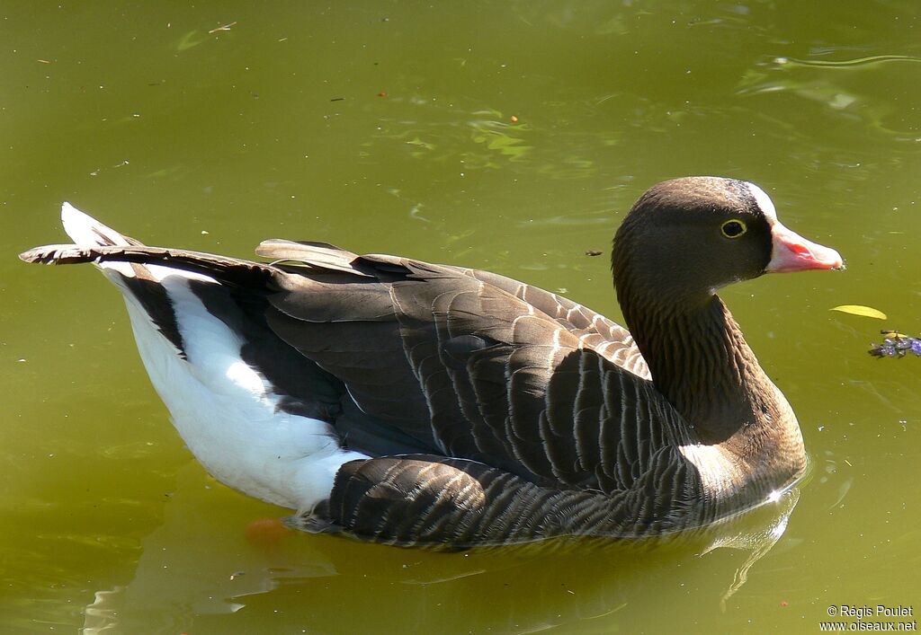 Lesser White-fronted Gooseadult