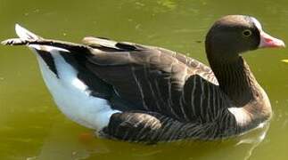 Lesser White-fronted Goose