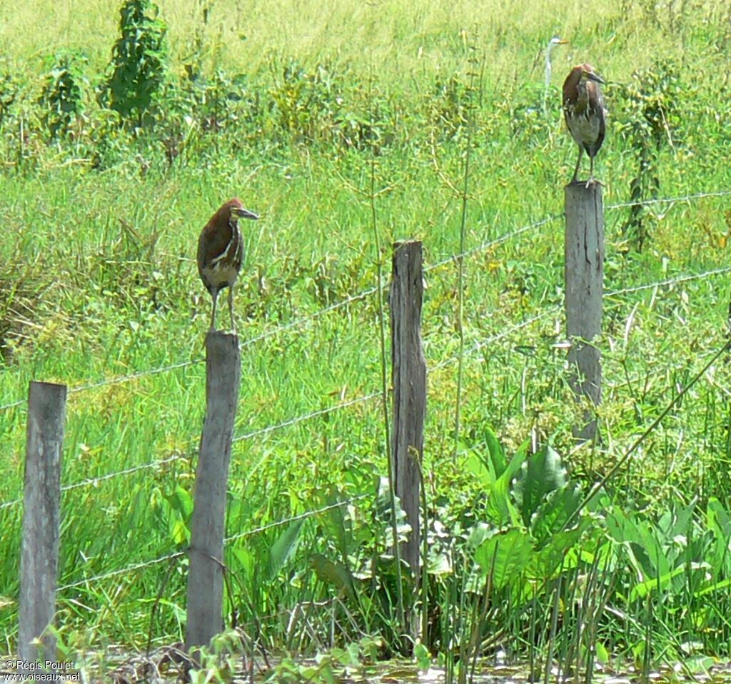 Rufescent Tiger Heron