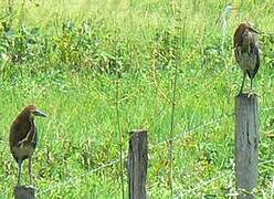 Rufescent Tiger Heron