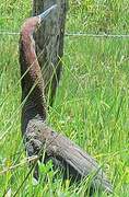 Rufescent Tiger Heron