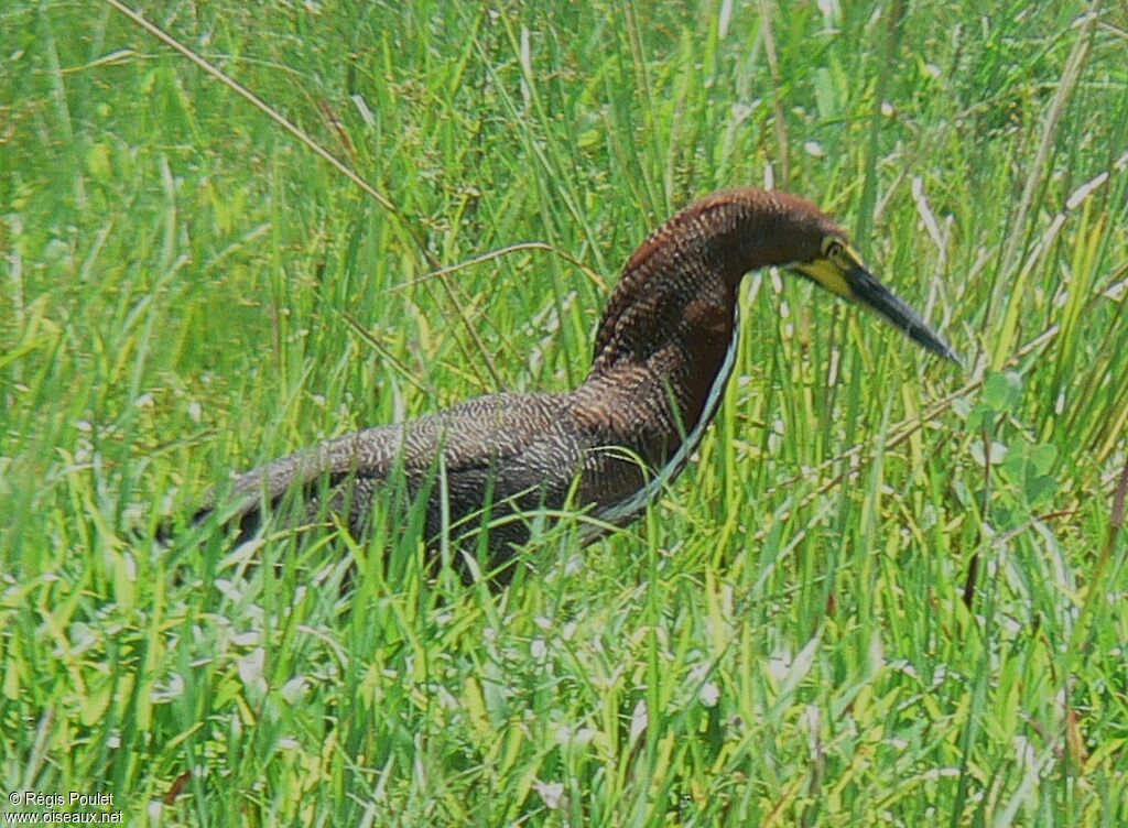 Rufescent Tiger Heronadult