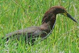 Rufescent Tiger Heron