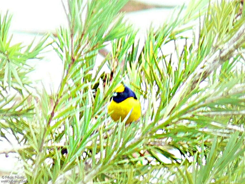 Trinidad Euphonia male adult