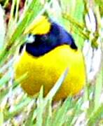 Trinidad Euphonia