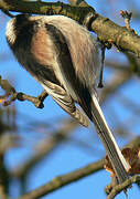 Long-tailed Tit