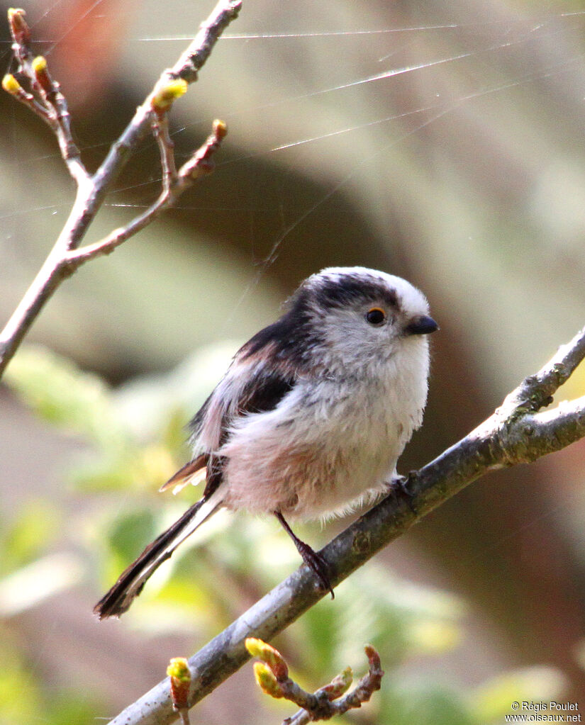 Long-tailed Titadult, identification