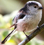 Long-tailed Tit