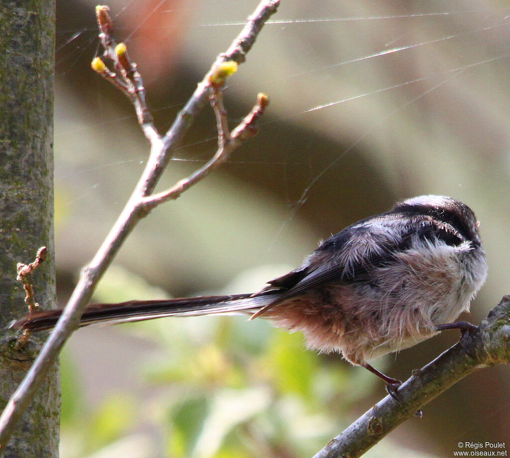 Long-tailed Titadult