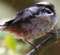 Long-tailed Tit