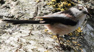 Long-tailed Tit