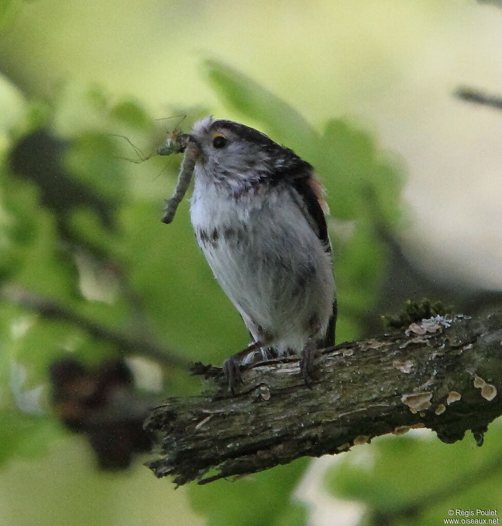 Long-tailed Tit, feeding habits