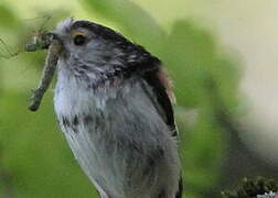 Long-tailed Tit