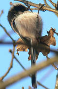 Long-tailed Tit