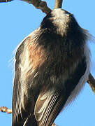 Long-tailed Tit