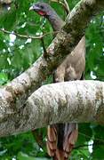 Rufous-vented Chachalaca