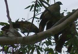 Rufous-vented Chachalaca