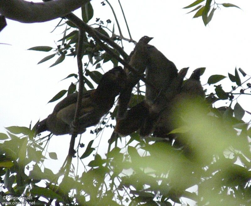 Rufous-vented Chachalaca 