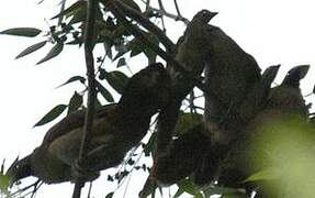 Rufous-vented Chachalaca