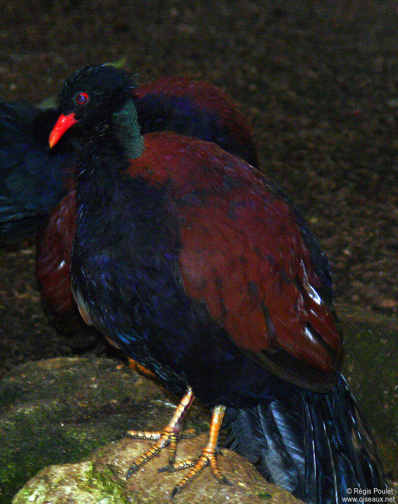 Pheasant Pigeon