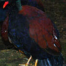 Otidiphaps noble
