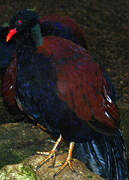 Pheasant Pigeon