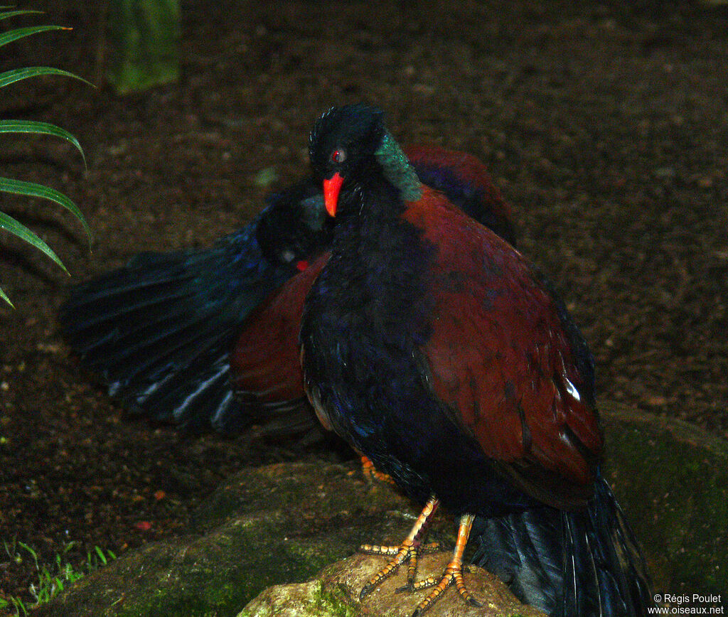 Pheasant Pigeon