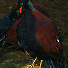 Otidiphaps noble
