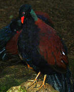 Pheasant Pigeon