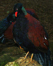 Otidiphaps noble