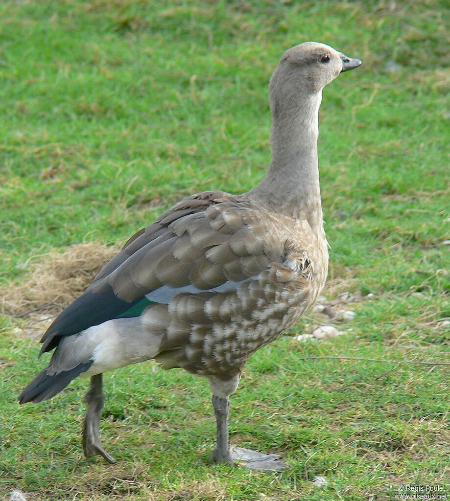 Ouette à ailes bleuesadulte