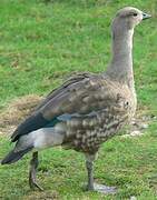 Blue-winged Goose