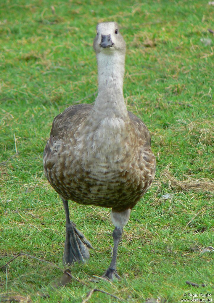 Blue-winged Gooseadult