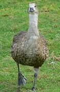 Blue-winged Goose