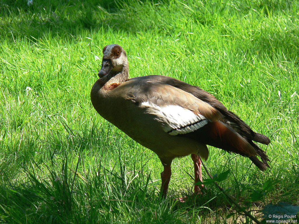 Egyptian Goose