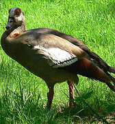 Egyptian Goose