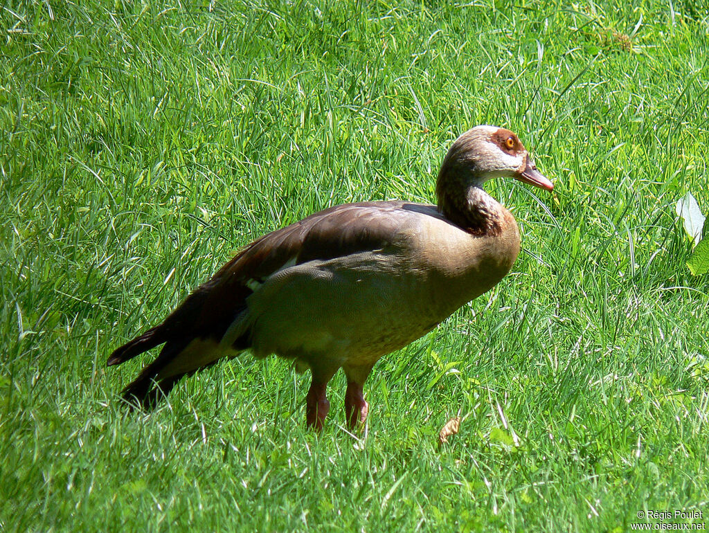 Egyptian Goose