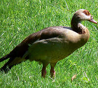 Egyptian Goose